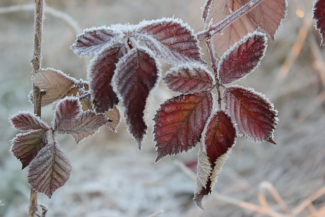 Free download blackberry plant frost winter ice free picture to be edited with GIMP free online image editor