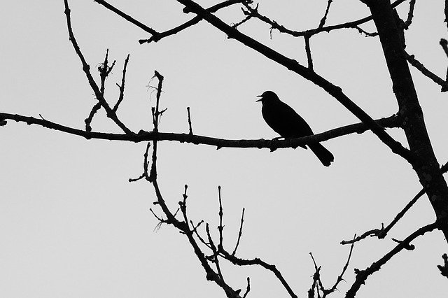 Free download Blackbird Aesthetic Bird Black And -  free photo or picture to be edited with GIMP online image editor