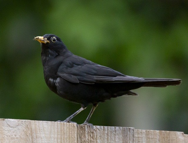 Free download Blackbird Bird Animal -  free photo or picture to be edited with GIMP online image editor