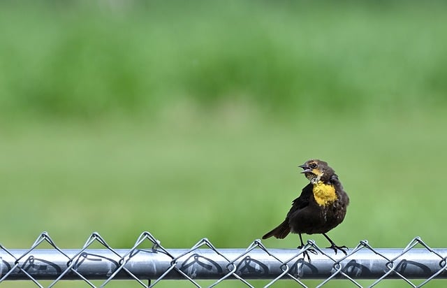 Free download blackbird bird animal wildlife free picture to be edited with GIMP free online image editor