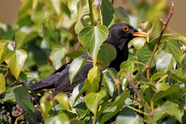 Free download Blackbird Bird Garden -  free photo or picture to be edited with GIMP online image editor