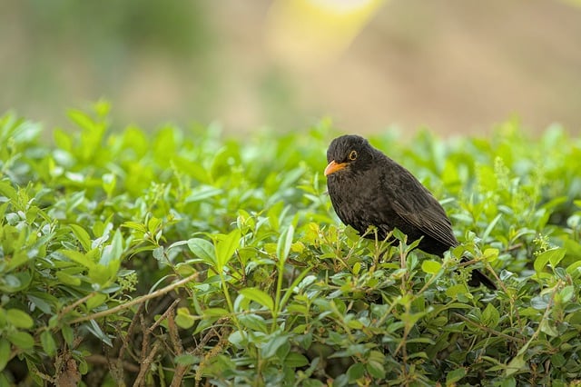 Free download blackbird bird garden garden bird free picture to be edited with GIMP free online image editor