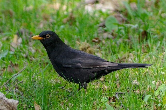 Free download Blackbird Bird Grass -  free photo or picture to be edited with GIMP online image editor