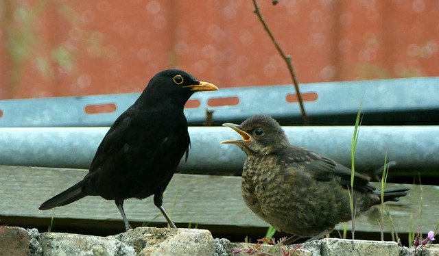 Free download Blackbird Bird Nature Animal -  free photo or picture to be edited with GIMP online image editor