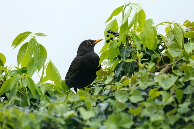 Free download blackbird bird nature songbird free picture to be edited with GIMP free online image editor