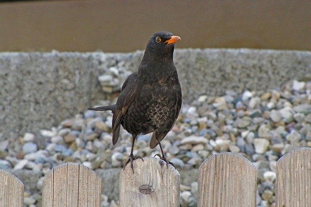 Free download Blackbird Bird Onlooker Animal -  free photo or picture to be edited with GIMP online image editor