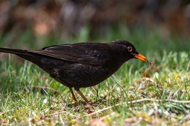 Free download black bird bird ornithology free picture to be edited with GIMP free online image editor