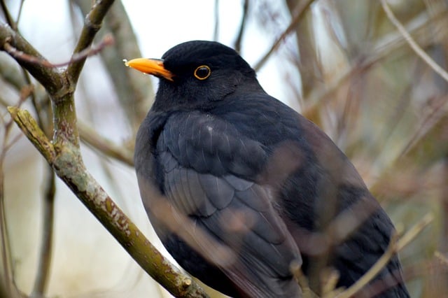 Free download blackbird bird ornithology species free picture to be edited with GIMP free online image editor