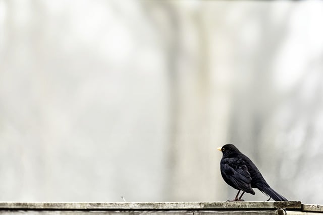 Free download blackbird bird roof ornithology free picture to be edited with GIMP free online image editor