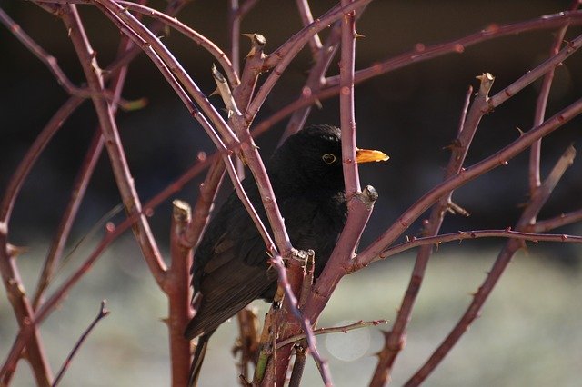 Free download Blackbird Bird Rose -  free photo or picture to be edited with GIMP online image editor