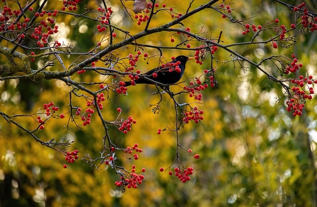 Free download blackbird bird rowan autumn free picture to be edited with GIMP free online image editor