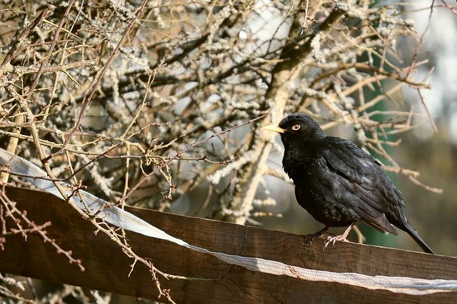 Free download Blackbird Bird Winter -  free photo or picture to be edited with GIMP online image editor