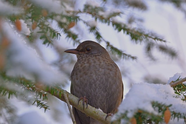 Free download blackbird female winter snow cold free picture to be edited with GIMP free online image editor