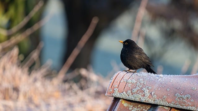 Free download blackbird nature animal frost free picture to be edited with GIMP free online image editor