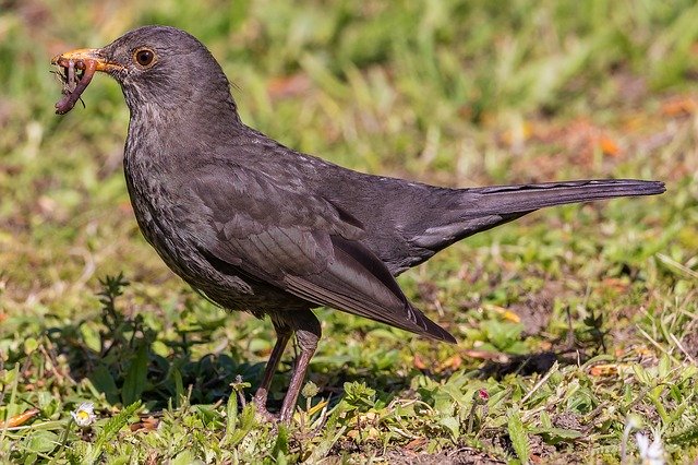 Free download Blackbird Portrait Bird -  free photo or picture to be edited with GIMP online image editor