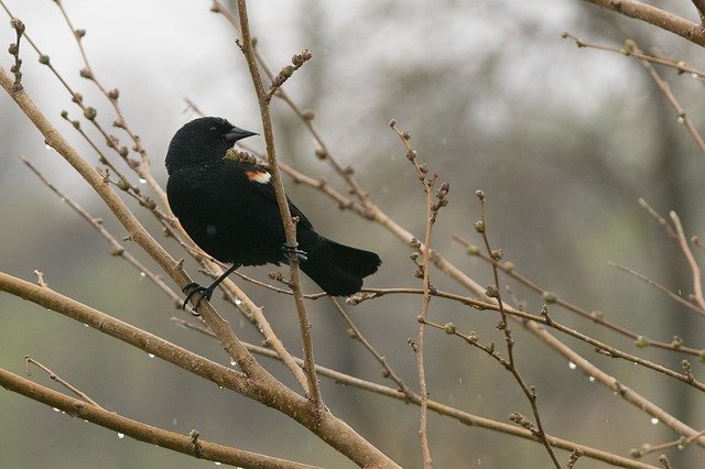 Free download Blackbird Redwing Bird free photo template to be edited with GIMP online image editor