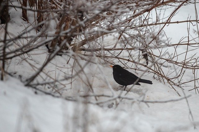 Free download Blackbird Snow Bird -  free photo or picture to be edited with GIMP online image editor