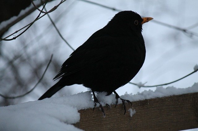 Free download Blackbird Winter Bird -  free photo or picture to be edited with GIMP online image editor