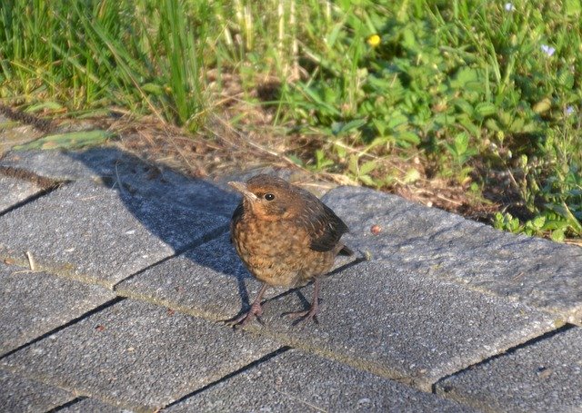 Free download Blackbird Young -  free photo or picture to be edited with GIMP online image editor