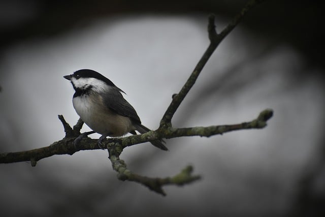 Free download black capped chickadee backyard bird free picture to be edited with GIMP free online image editor