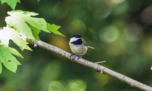 Free download black capped chickadee chickadee free picture to be edited with GIMP free online image editor