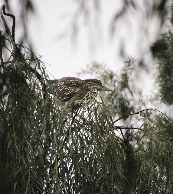 Free download black crowned night heron bird free picture to be edited with GIMP free online image editor