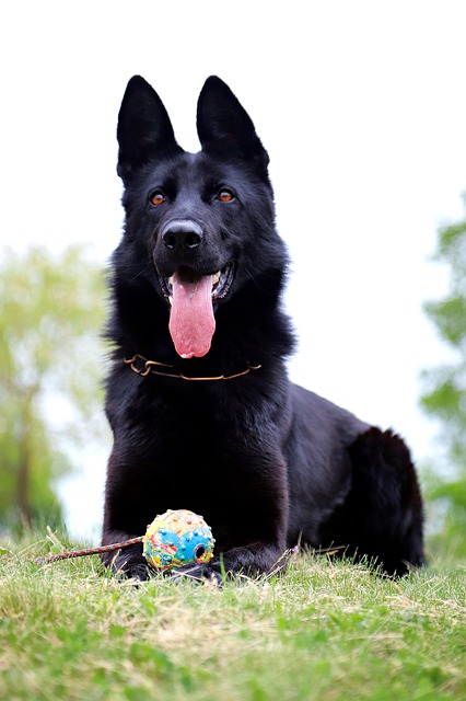 Free download black dog german shepherd lies free picture to be edited with GIMP free online image editor