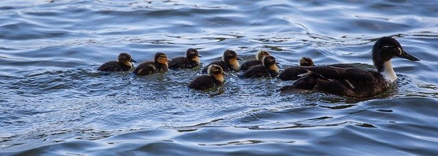 Free download Black Duck Ducklings Swimming Baby -  free photo or picture to be edited with GIMP online image editor