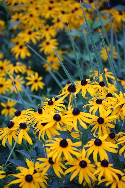 Free download Black Eyed Susans Yellow Flowers -  free photo or picture to be edited with GIMP online image editor