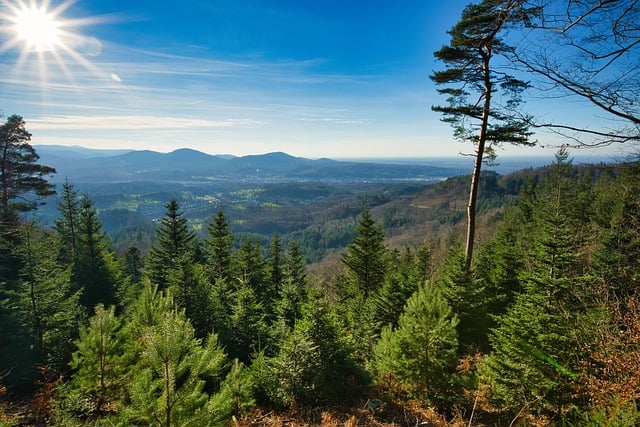 Free download black forest panorama sun trees free picture to be edited with GIMP free online image editor