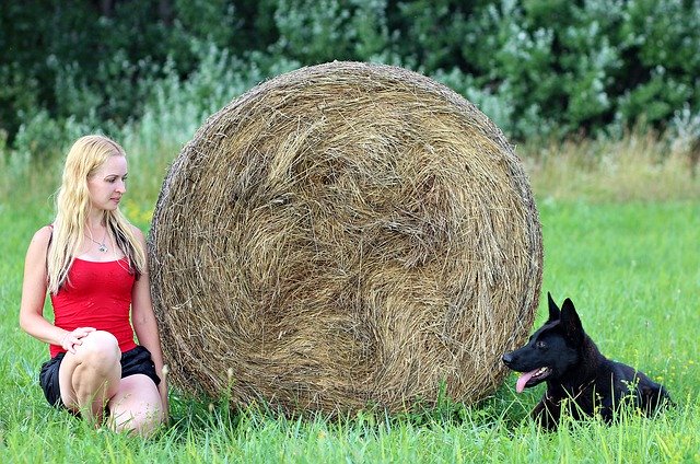 Free download Black German Shepherd Blonde Woman -  free photo or picture to be edited with GIMP online image editor