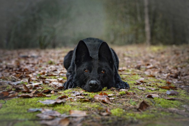 Free download black german shepherd dog cute free picture to be edited with GIMP free online image editor