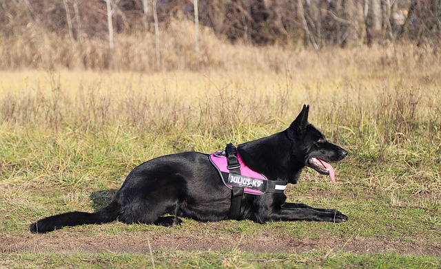 Free download black german shepherd dog nice lies free picture to be edited with GIMP free online image editor