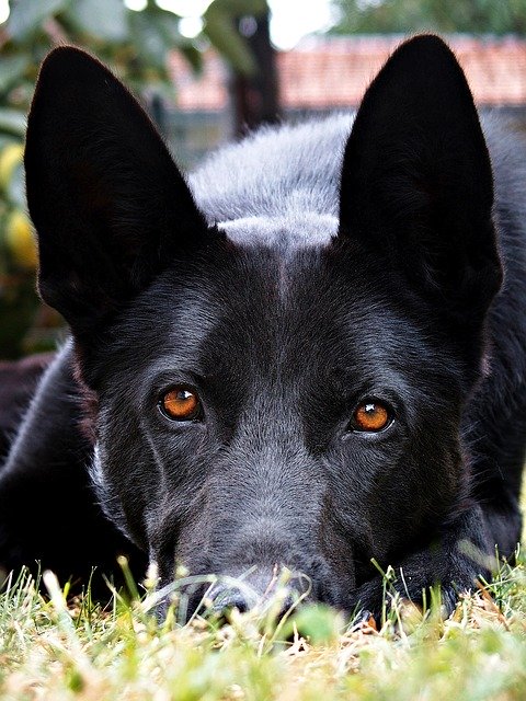 Free download Black German Shepherd Eyes -  free photo or picture to be edited with GIMP online image editor