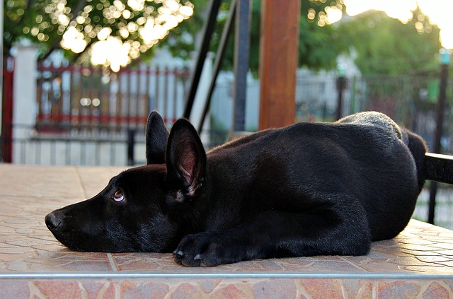 Free download black german shepherd puppy lies free picture to be edited with GIMP free online image editor