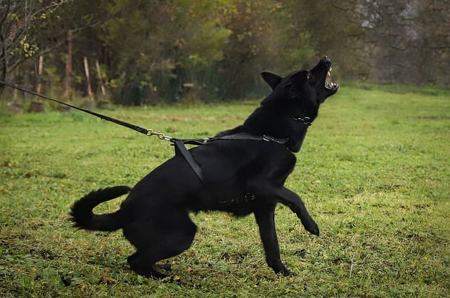 Free download black german shepherd snarl teeth free picture to be edited with GIMP free online image editor