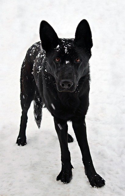 Free download Black German Shepherd Snow -  free photo or picture to be edited with GIMP online image editor