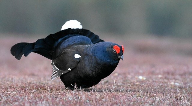 Free download Black Grouse Bird Scotland -  free photo or picture to be edited with GIMP online image editor