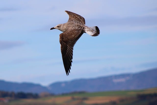 Free download black gull plumage birds wildlife free picture to be edited with GIMP free online image editor