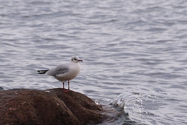 Free download black headed gull bird animal free picture to be edited with GIMP free online image editor