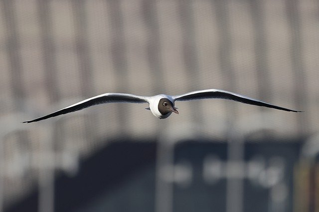 Free download black headed gull bird flying bird free picture to be edited with GIMP free online image editor