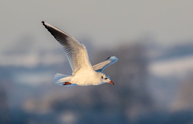 Free download Black-Headed Gull Bird Seabird -  free photo or picture to be edited with GIMP online image editor