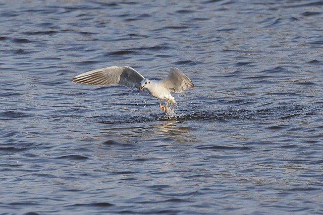 Free download black headed gull bird sea lake free picture to be edited with GIMP free online image editor