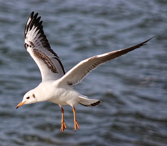 Free download black headed gull gull bird animal free picture to be edited with GIMP free online image editor