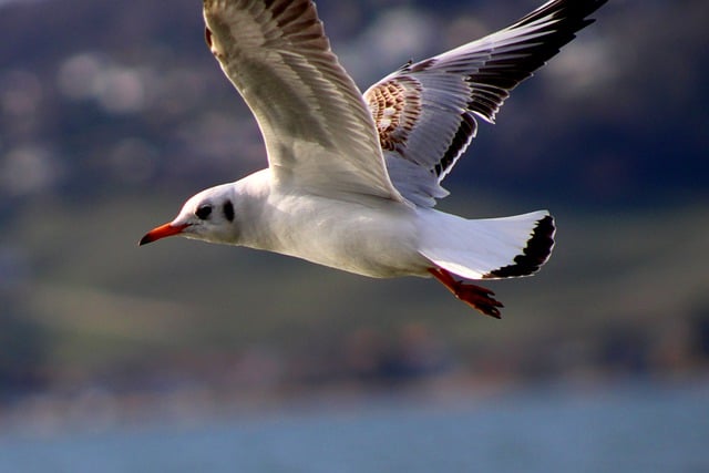 Free download black headed gull wildlife free picture to be edited with GIMP free online image editor