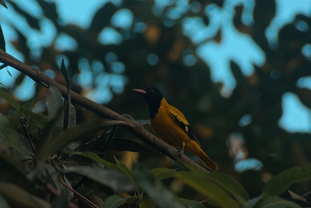 Free download black hooded oriole oriole bird free picture to be edited with GIMP free online image editor