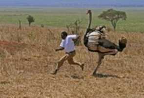 Free download Black man running while near an ostrich free photo or picture to be edited with GIMP online image editor