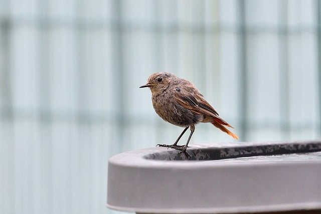 Free download black redstart bird container free picture to be edited with GIMP free online image editor