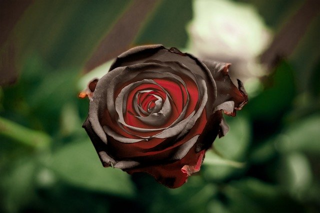 Free download Black Rose Flower Red -  free photo or picture to be edited with GIMP online image editor