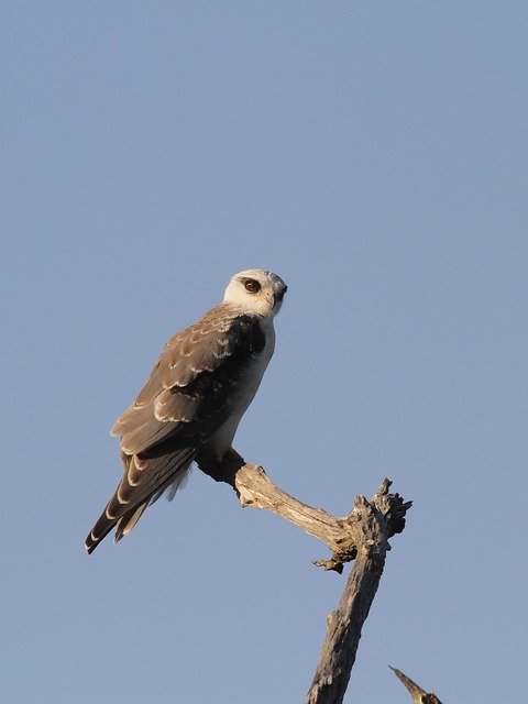 Free download Black-Shouldered Kite Raptor -  free photo or picture to be edited with GIMP online image editor